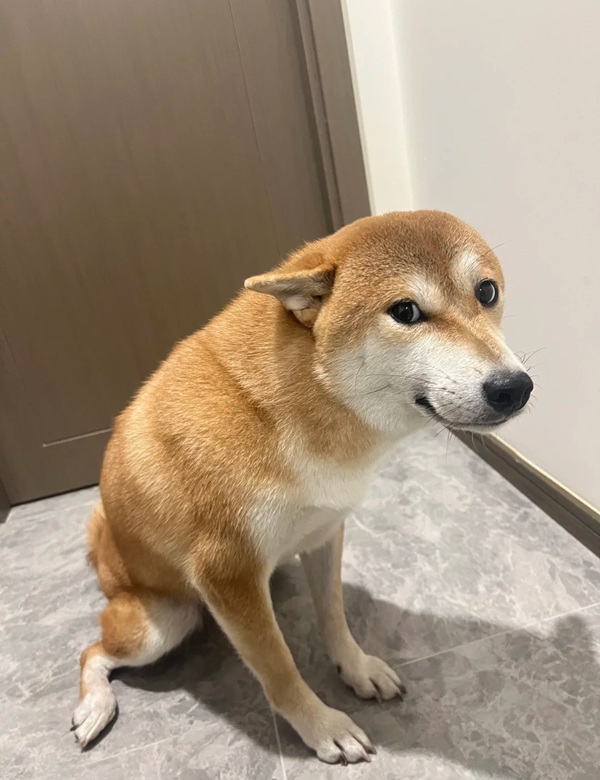 chó shiba meme 23