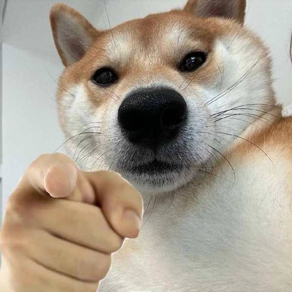 chó shiba meme 24