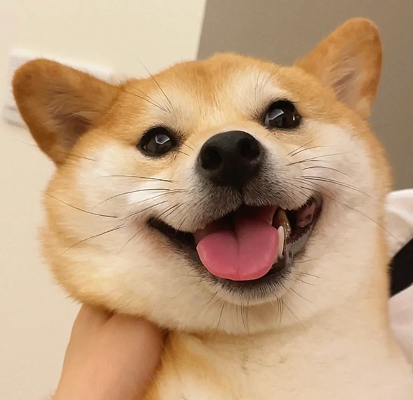 chó shiba meme 27