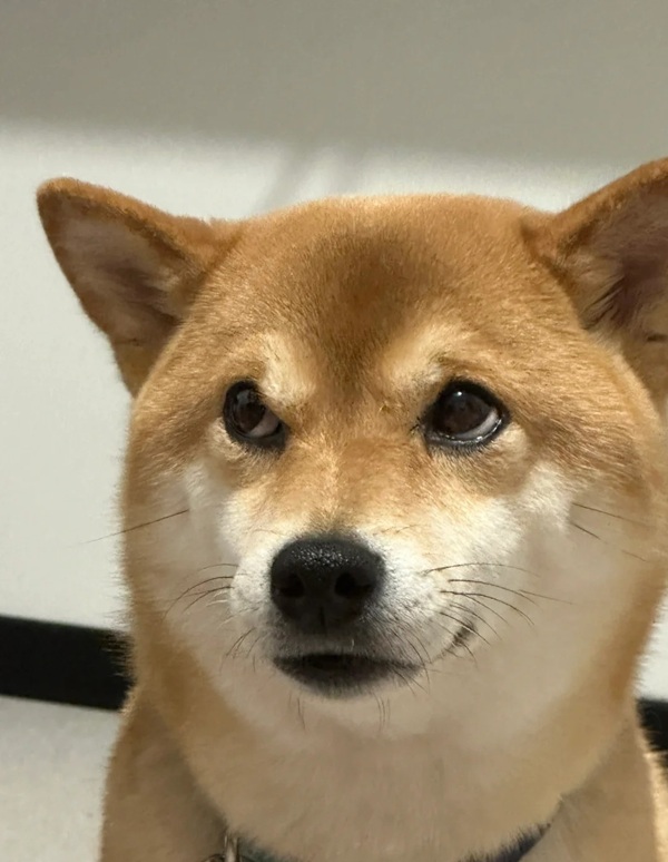 chó shiba meme 28