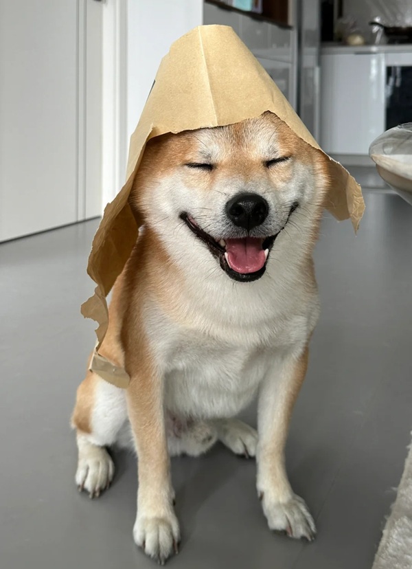 chó shiba meme 29
