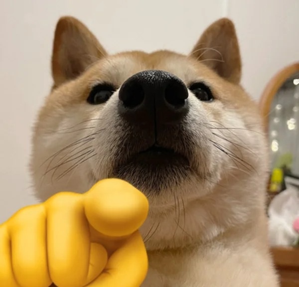 chó shiba meme 3