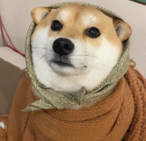 chó shiba meme 30