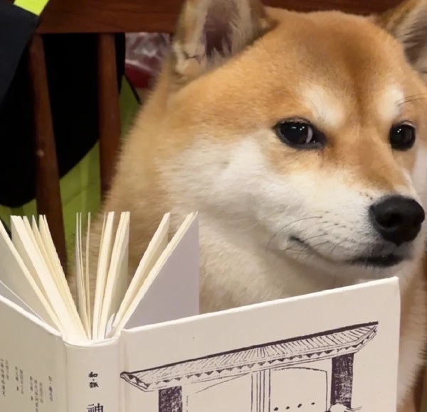 chó shiba meme 31