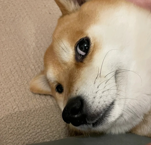 chó shiba meme 33