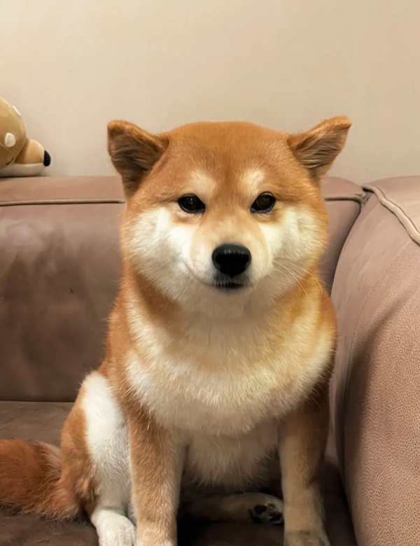 chó shiba meme 35