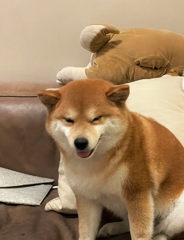 chó shiba meme 36