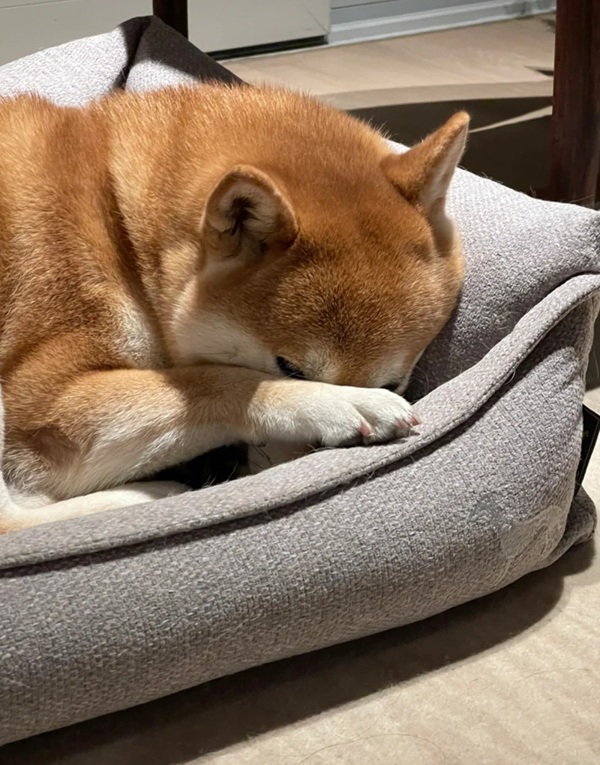 chó shiba meme 37