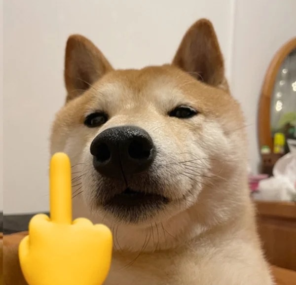chó shiba meme 4