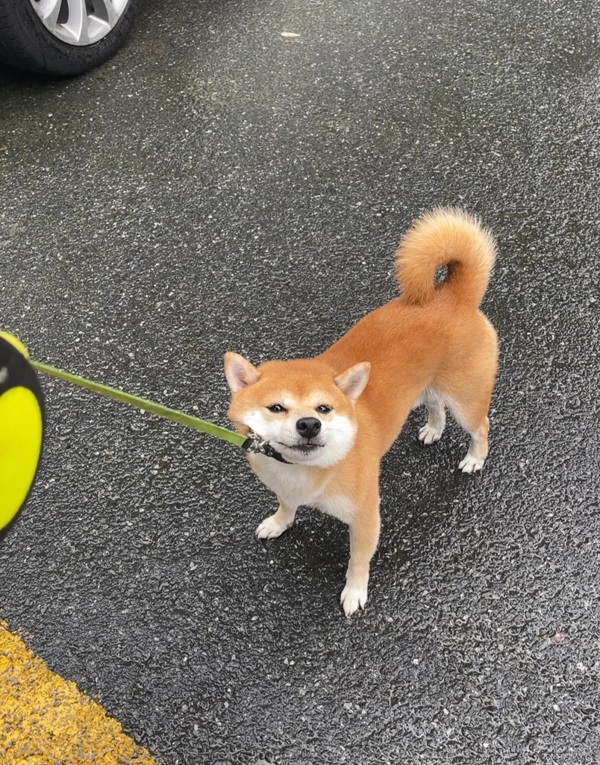 chó shiba meme 5