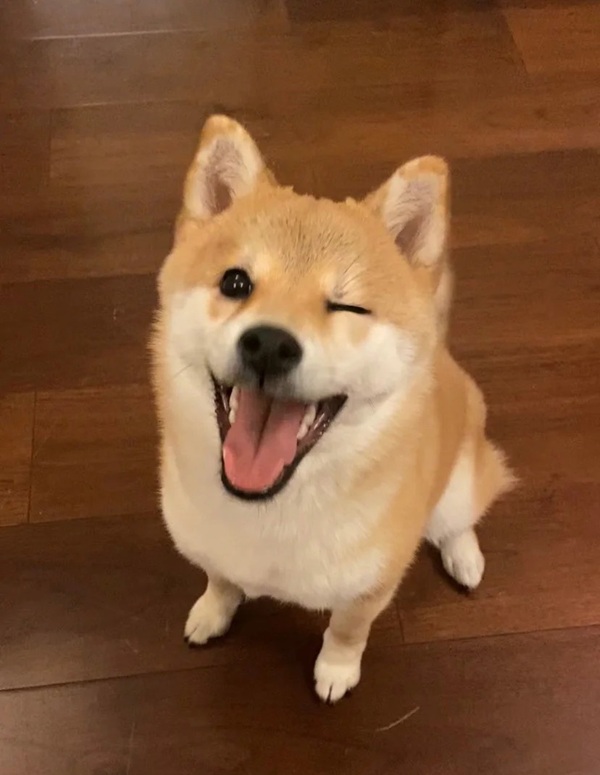 chó shiba meme 6