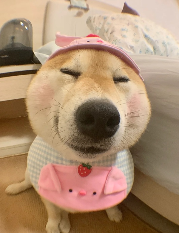 chó shiba meme 7