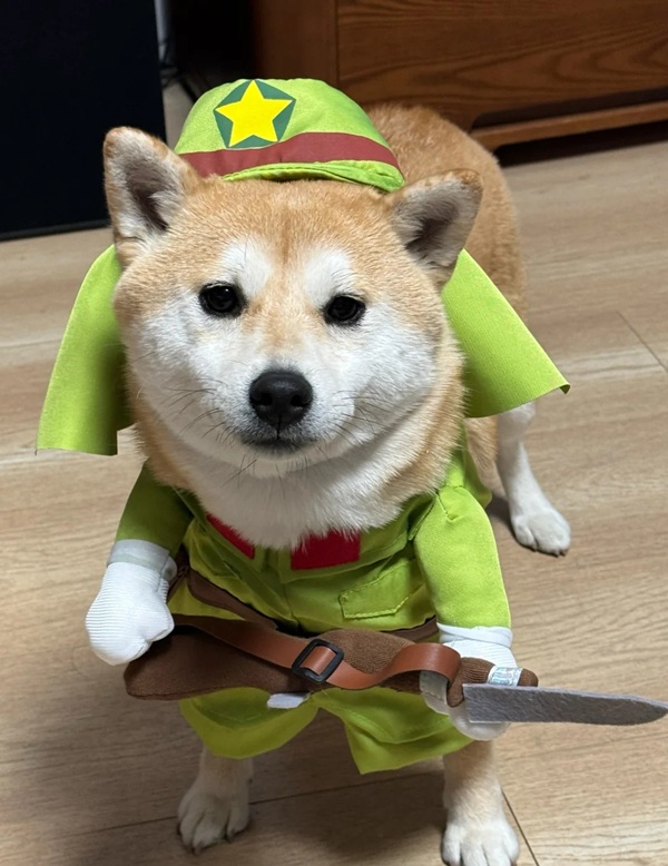 chó shiba meme 8