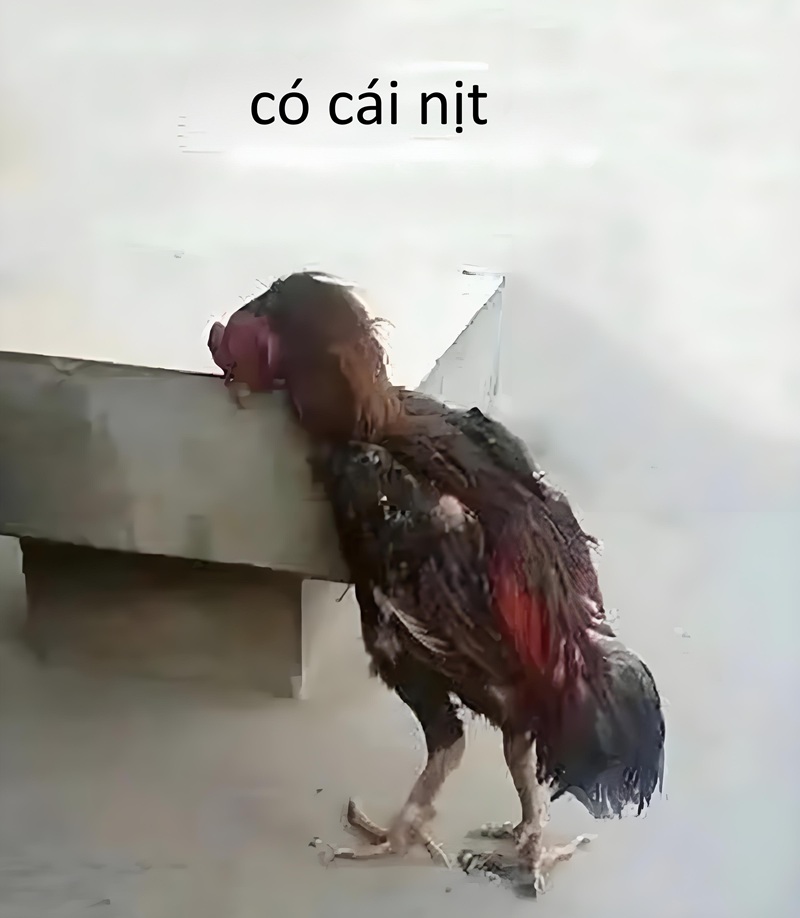 có cái nịt meme 10