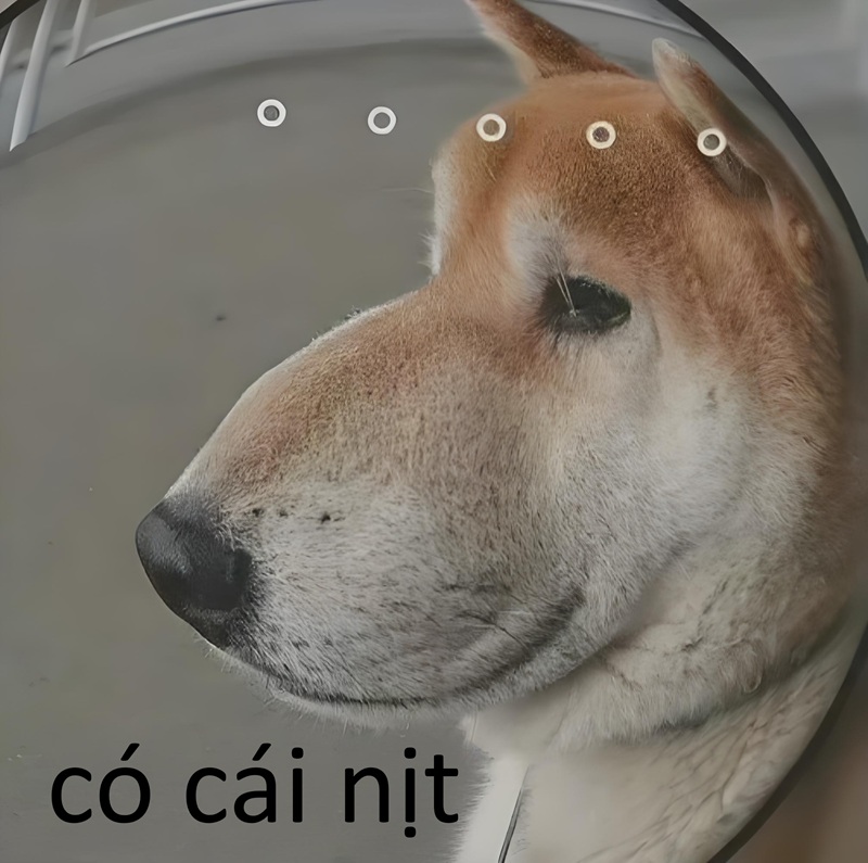 có cái nịt meme 34