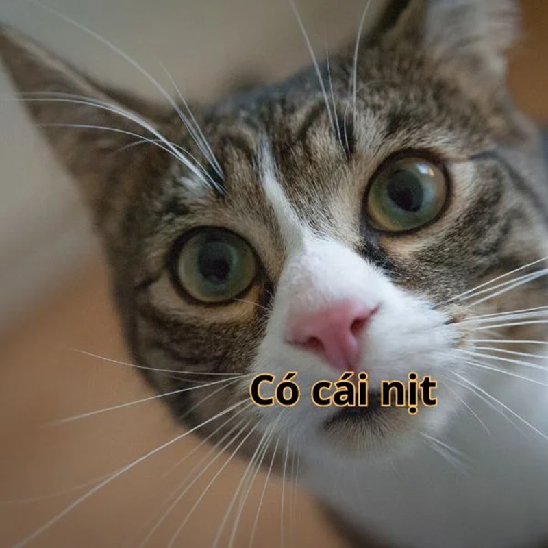 có cái nịt meme 38