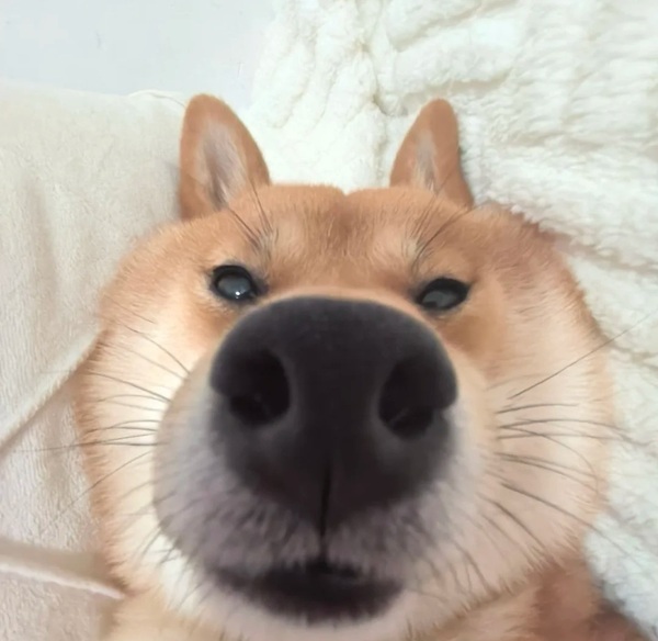 con chó shiba meme