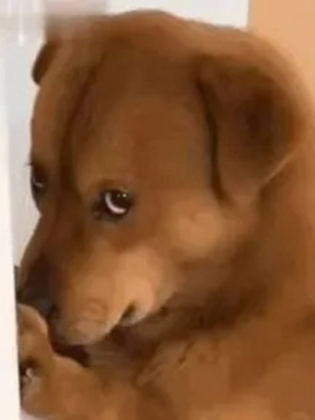 cropped sus meme 33.jpg