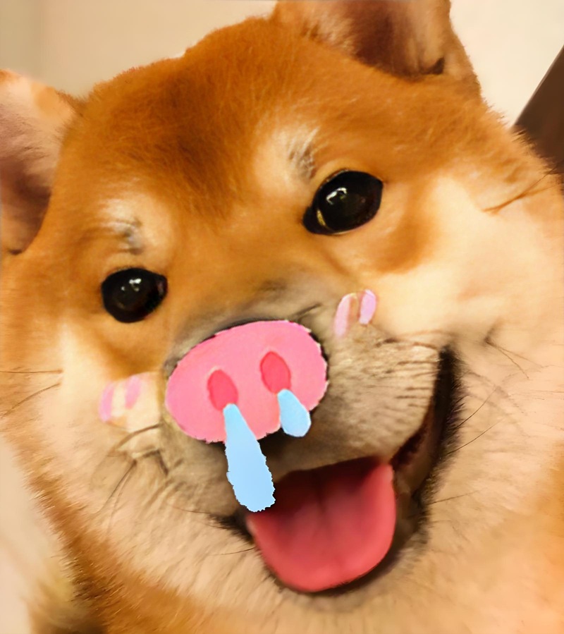 doge meme 16