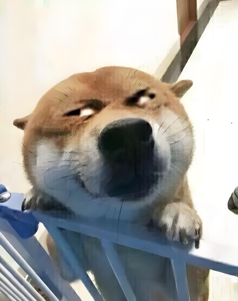 doge meme 28