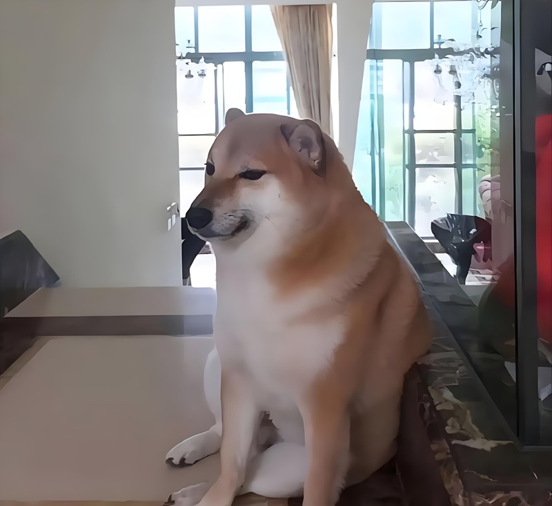 doge meme 29