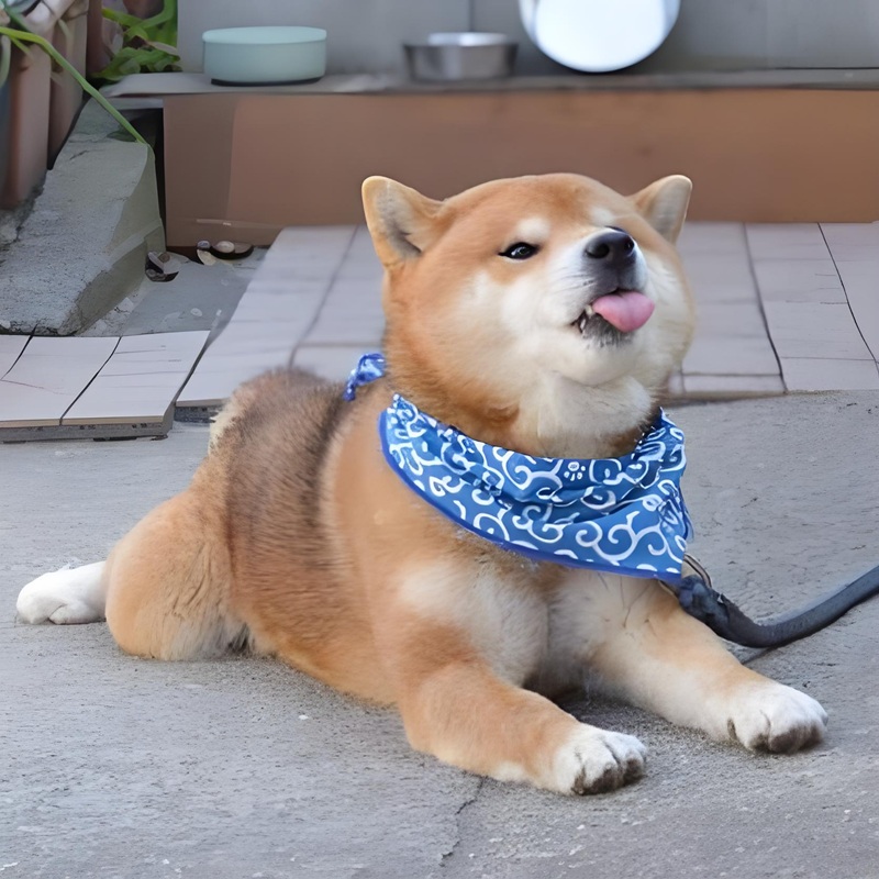 doge meme 34