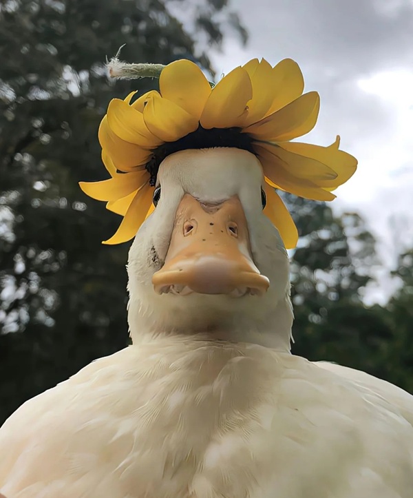 duck vịt meme 22