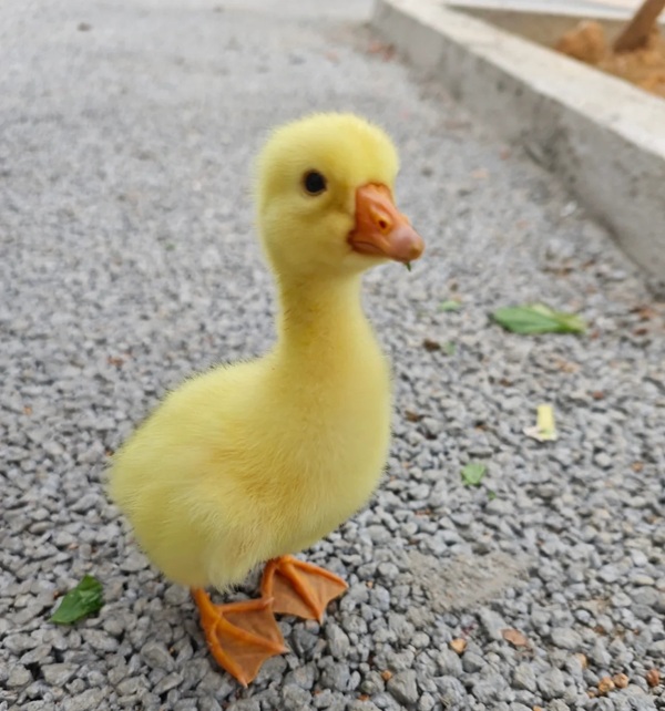 duck vịt meme 26