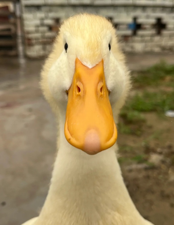 duck vịt meme 29