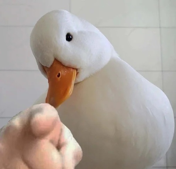 duck vịt meme 32