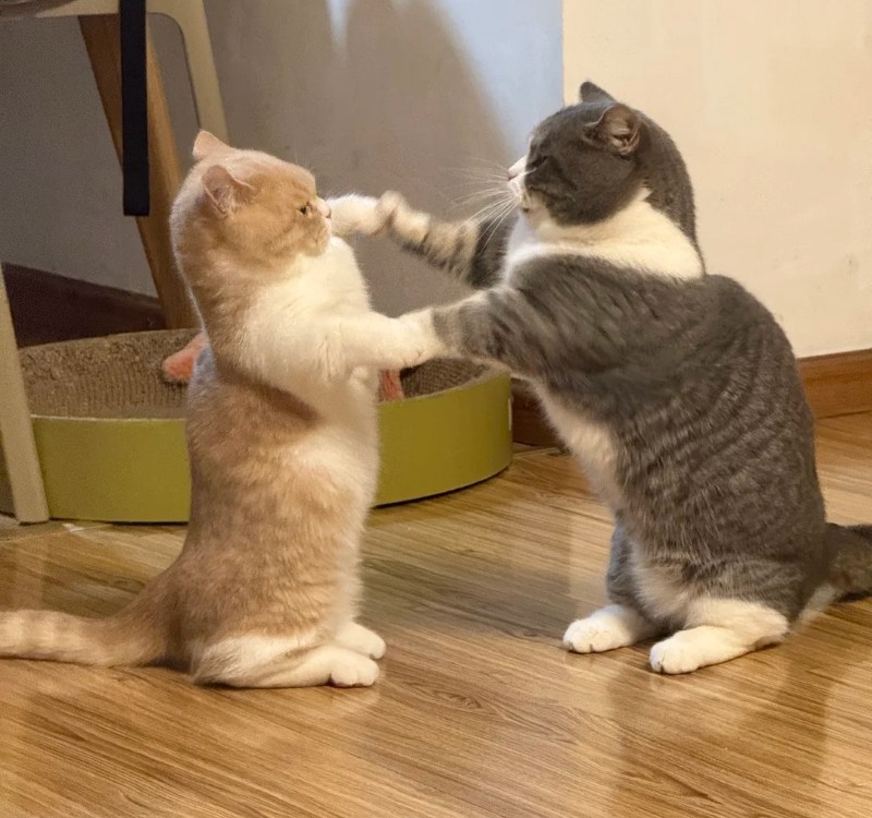 hài hước meme đánh nhau