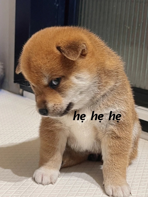 hẹ hẹ hẹ meme 6