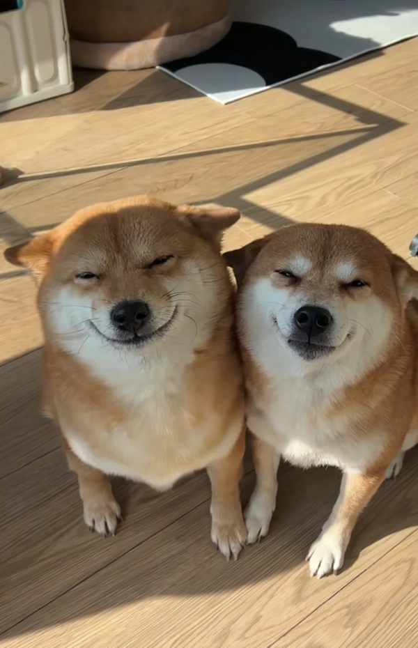 hình ảnh chó shiba meme