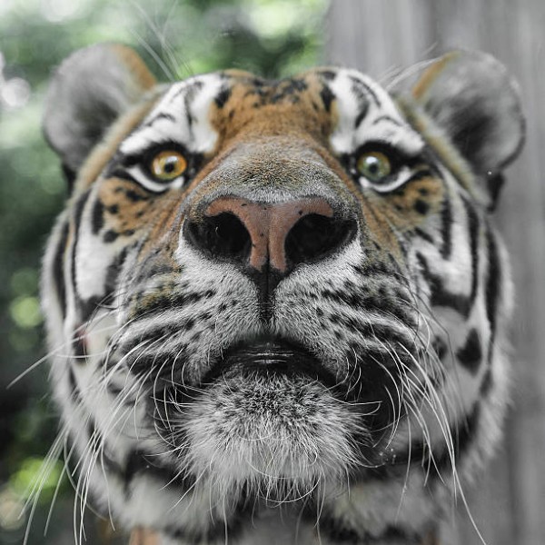 Tiger Portrait