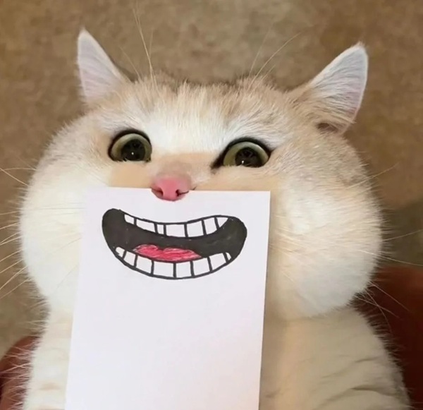 khinh bỉ meme mèo cười đểu