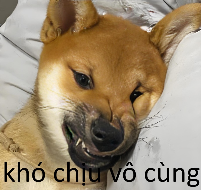 khó chịu vô cùng meme 14