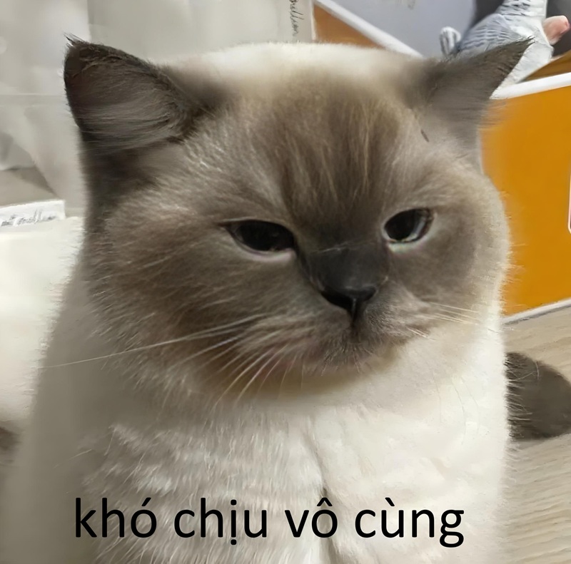 khó chịu vô cùng meme 28