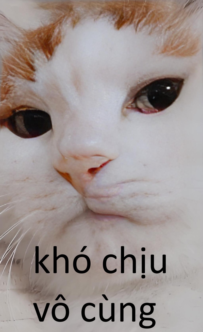 khó chịu vô cùng meme 6