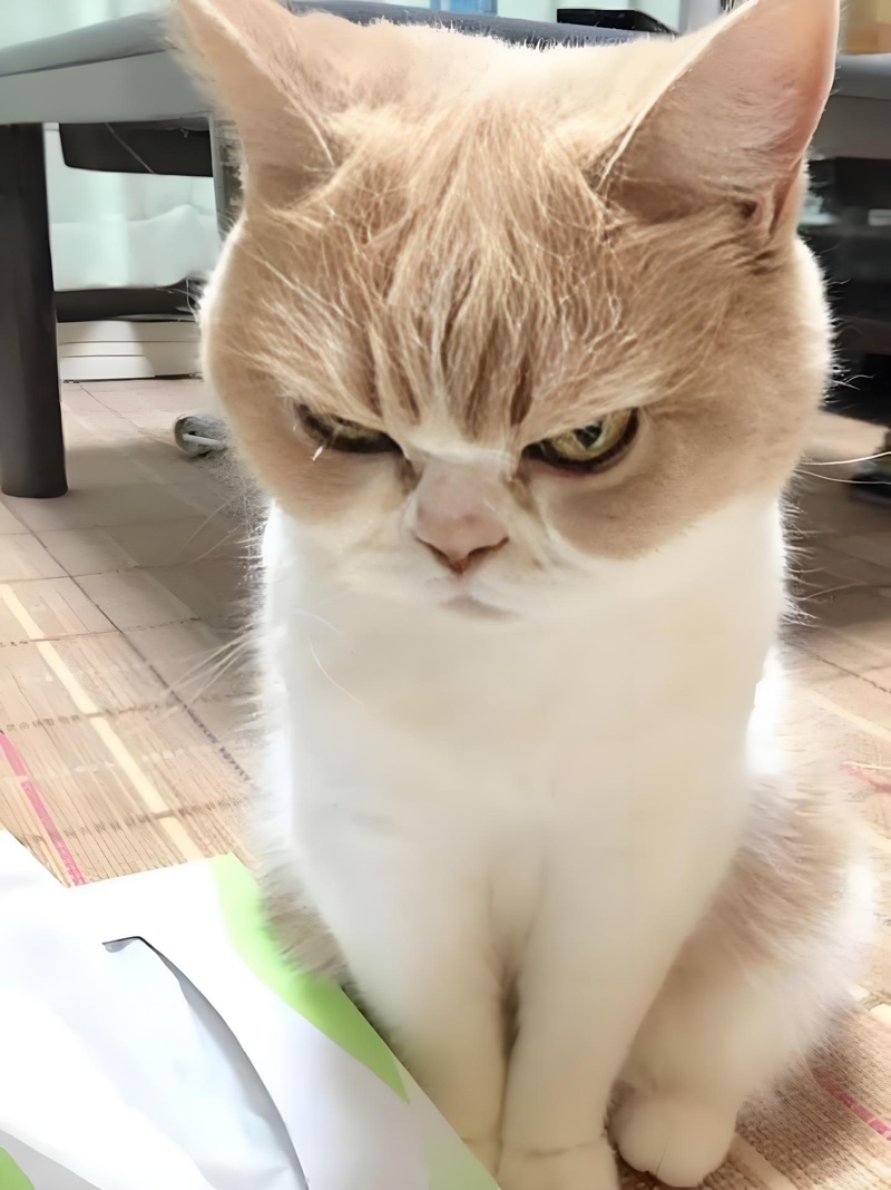 khó chịu vô cùng meme 7