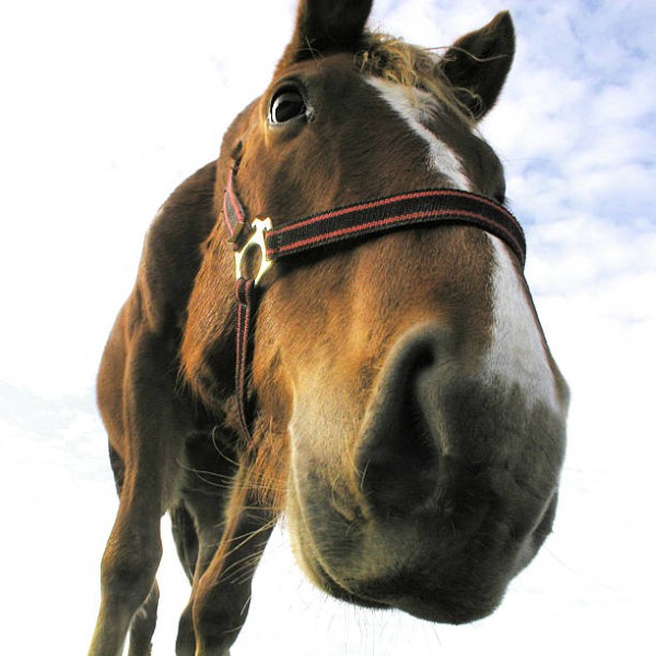 Just follow your nose!