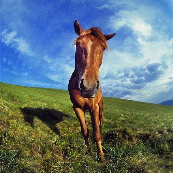 mã đáo thành công meme 22