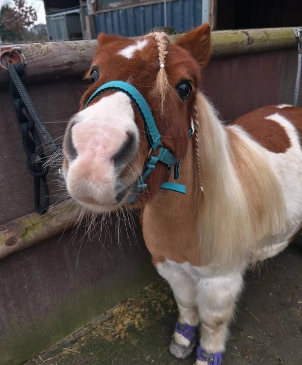 mã đáo thành công meme 26