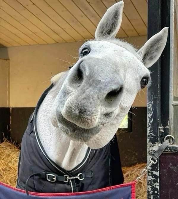 mã đáo thành công meme 27