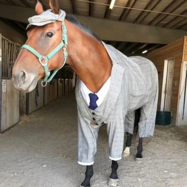 mã đáo thành công meme 30