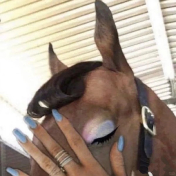 mã đáo thành công meme 31