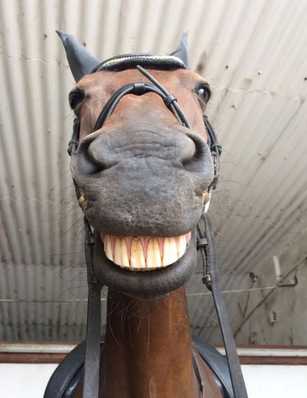 mã đáo thành công meme 33