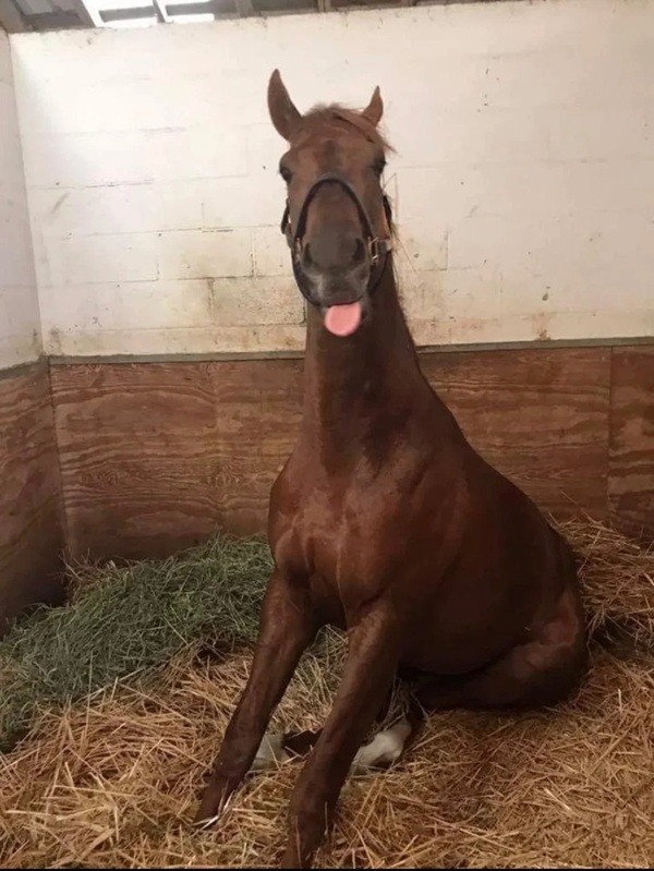 mã đáo thành công meme 34