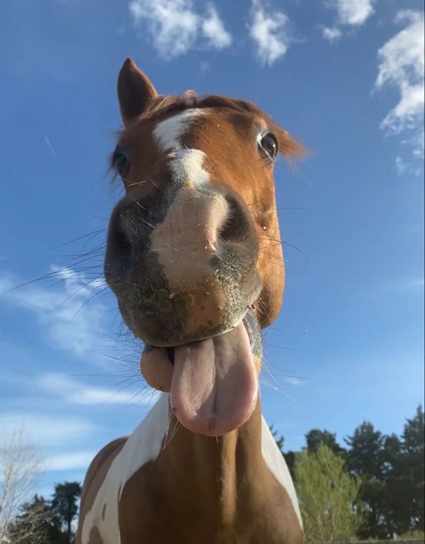 mã đáo thành công meme 35