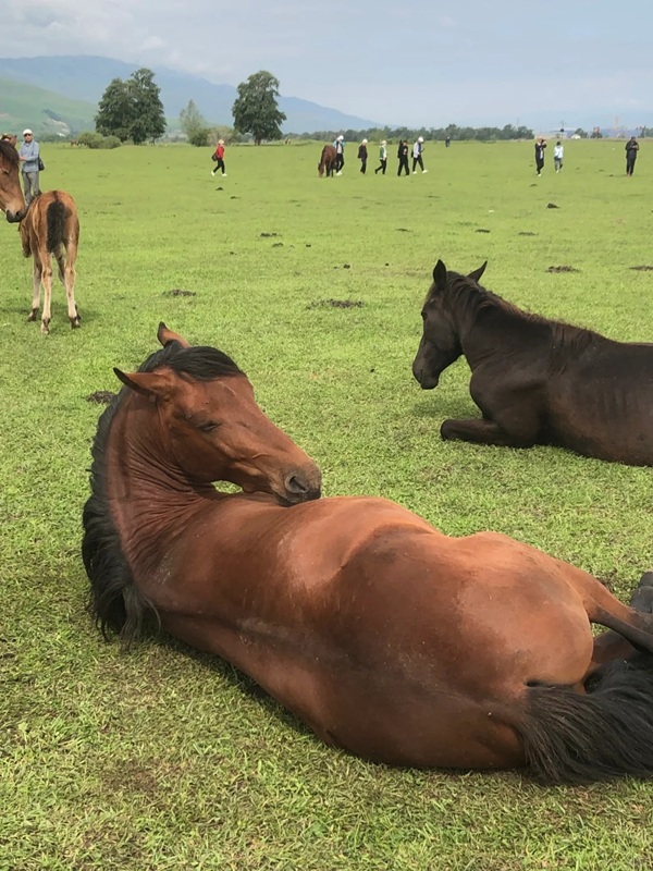 mã đáo thành công meme 36