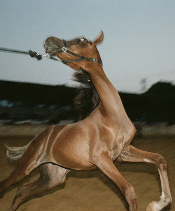 mã đáo thành công meme 37